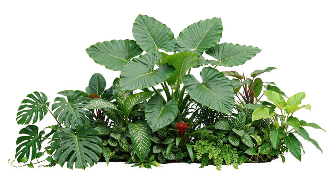 tropical plants on a transparent background