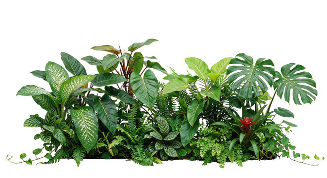 tropical plants on a transparent background
