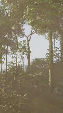 Sunlight filters through the leaves in a dense forest. Tall trees surround numerous plants and ferns. The scene shows a clear sky above the greenery in the early morning.