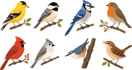 Colorful Songbird Illustration Bundle with Garden Birds Perched on Branches in Nature © MstAkhi