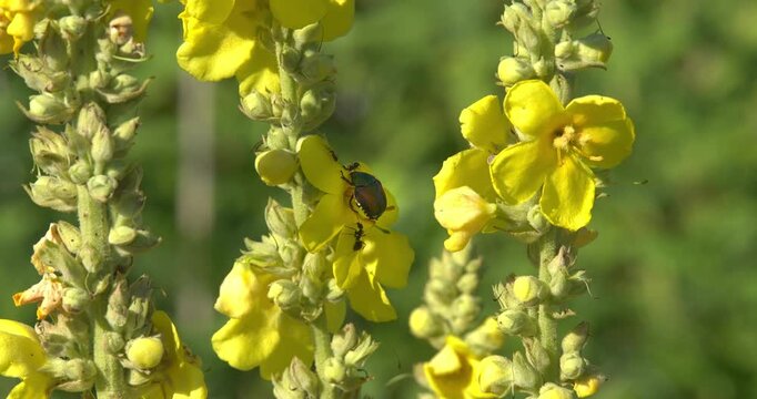 Macro - Cockroach on some yellow flowers