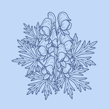 Blue line art illustration of aconite flowers and leaves on a light background