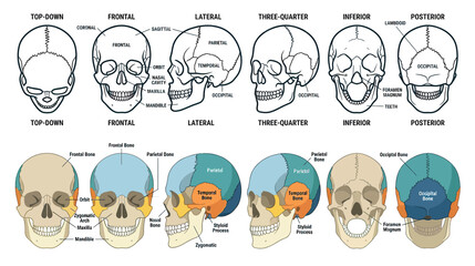 Human Skull Anatomy Diagram: Multiple Views and Labeled Bones © Abdul