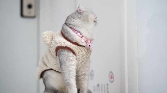 Cat pet feline gray fluffy indoor cute animal with pink collar and soft beige outfit sitting near white wall, cozy calm gray cat wearing fluffy costume and pink beaded necklace, white cat pink