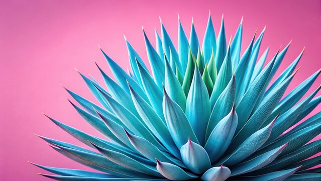 Prickly blue agave plant in close-up with pink background