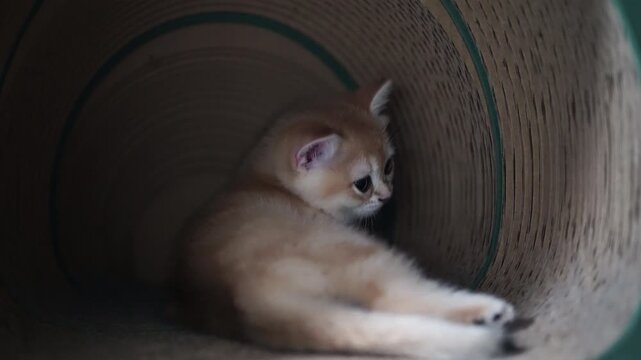 Adorable kitten with golden fur and blue eyes licking paw, playful and relaxed inside cozy tunnel, cute domestic cat, soft whiskers, furry tail, young feline resting, curious pet enjoying peaceful