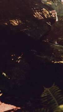 Sunlight filters through trees, creating patterns on the rocks. A small creature moves among the stones in the forest. Nearby ferns add texture to the scene.