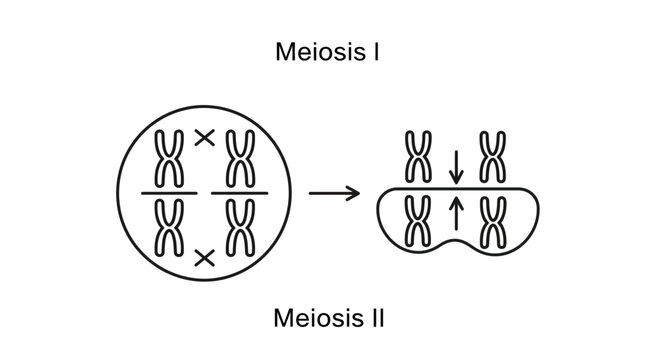 Meiosis I and II: Chromosome Separation in Cell Division