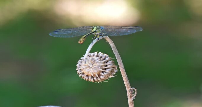 Macro - Dragonfly on a small plant.