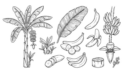 Banana Tree and Fruit Vector Line Art Set with Botanical Tropical Plant Illustration Isolated on White © MstNazma