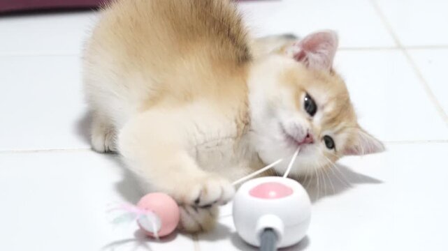 Playful kitten with fluffy orange and white fur, curious young cat indoor tile floor playing with toy, adorable and energetic pet with soft whiskers, small size, and alert expression, enjoying