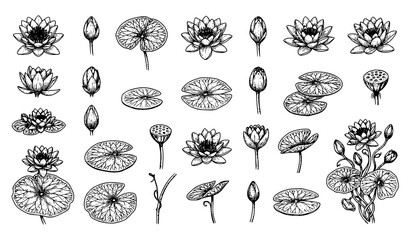 Botanical Vector Pack Water Lilies with Flower Bud Leaf Pad Seed Pod and Vine Hand Drawn Sketch Illustration © Abddulah