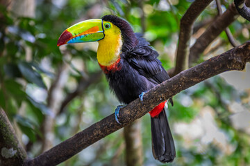 A vibrant Chestnut-mandibled toucan (Ramphastos ambiguus swainsonii) perched on a mossy branch in a Costa Rican tropical rainforest. © Teresa