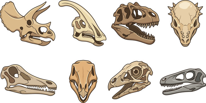 Dinosaur skull fossils and prehistoric animal bone collection vector illustration set featuring triceratops and tyrannosaurus rex