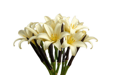 Obraz premium Creamy white lily flowers blooming, forming a fresh bouquet with dark stems, isolated with a transparent background