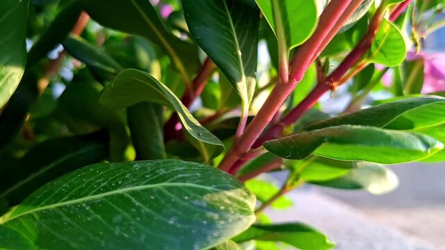 Fresh Periwinkle Plant With Reddish Stems