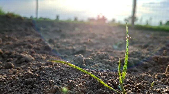 Small Green Sprout Emerging From Bare Soil