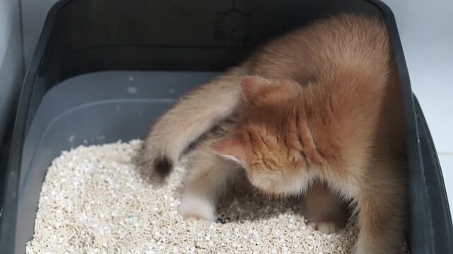 Ginger kitten with fluffy fur using litter box in clean indoor environment, playful young cat showing curious behavior, pet hygiene and care for healthy domestic animal, soft lighting, relaxed mood