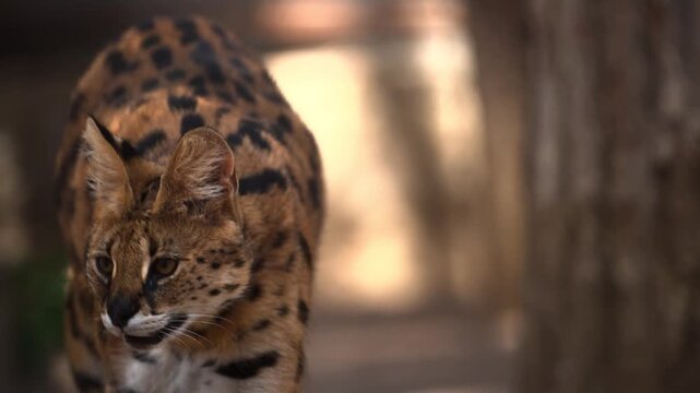 African serval walking toward camera in golden sunlight