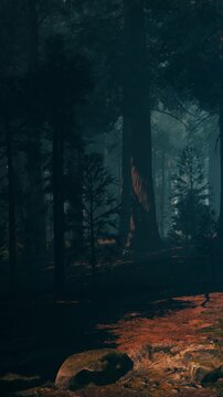 Tall trees fill the scene with dappled light breaking through the leaves. A path leads through the forest, showing shadows and a sense of adventure. The air is fresh and cool.