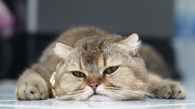 Lazy brown cat with short fur and expressive whiskers lying shiny floor closeup, adorable sleepy feline pet with grumpy face, relaxed domestic animal mood, cute indoor brown furred cat, calm pet