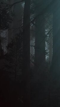Fog surrounds tall trees in a dense forest. The light filters through the mist, creating a mysterious atmosphere. The scene shows natural beauty in the early morning hours.