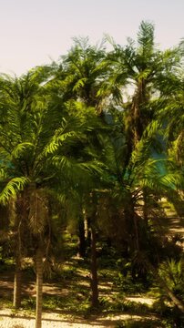 Tall palm trees stand in a lush environment near a beach. Bright sunlight shines down on the leaves. The scene shows greenery with a view of water in the background.