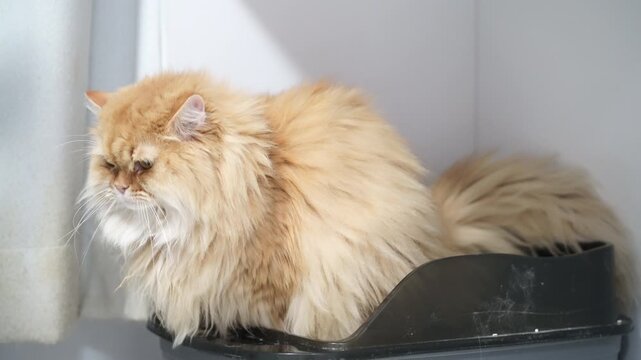 Fluffy cat long hair golden fur sitting litter box indoor sunlight relaxed domestic pet feline whiskers cute sleepy soft animal mammal home comfortable peaceful resting white wall curtain tail ear