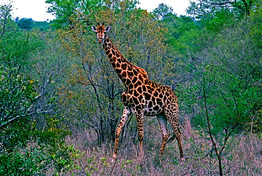 Girafa