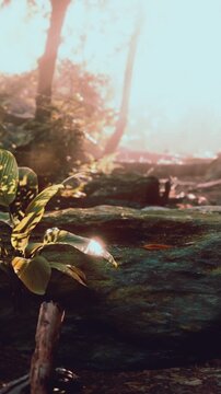 Sunlight streams through tall trees in a forest. Green plants grow around large stones. The scene shows a natural setting with soft light creating a bright atmosphere.