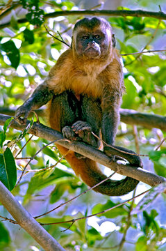 Macaco