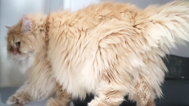 Fluffy cat long fur cream color domestic pet walking indoor soft texture feline tail up relaxed gentle mood side view whiskers visible healthy coat relaxed mood fluffy cat long fur cream color