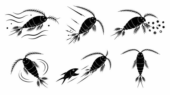 Copepod Plankton Collection Silhouette Set, Microscopic Marine Organisms