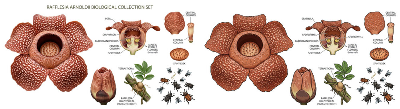 Rafflesia arnoldii isolated