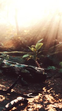 Sunlight filters through trees in a forest, creating a bright atmosphere. Plants grow among rocks and fallen branches. The scene shows nature thriving under warm light.
