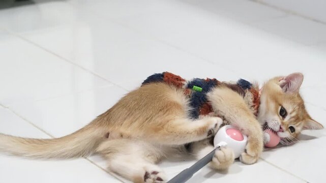 Playful kitten with brown fur lying white tile floor wearing colorful sweater, biting electric cable and holding toy mouse, adorable domestic cat with curious expression and energetic mood