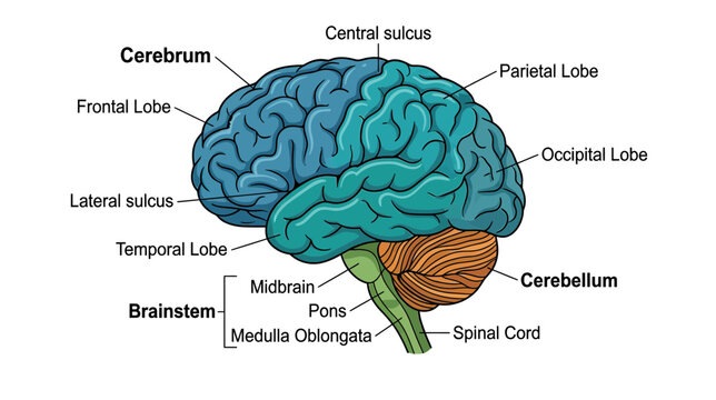 Human Brain Anatomy Diagram - Cerebrum, Cerebellum, Brainstem Labeled