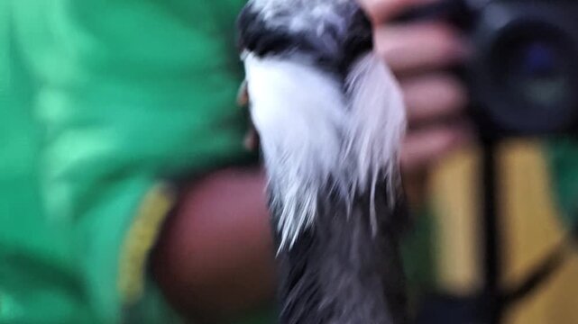 bird of paradise36