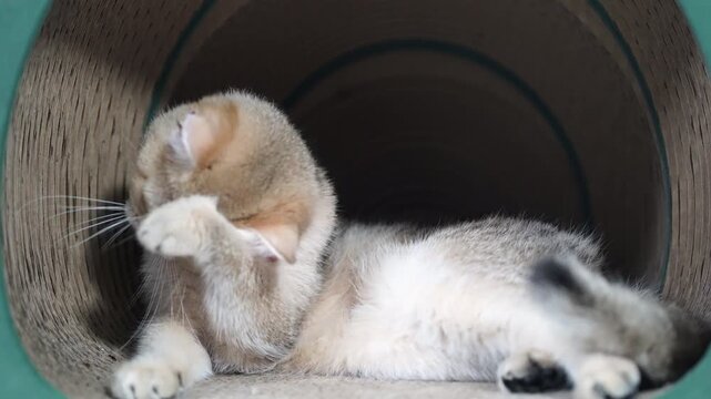 Playful cat with golden fur and red collar hiding face and lying inside tunnel, indoor pet with soft white paw, fluffy whiskers, curious and relaxed feline, adorable domestic animal resting cozy