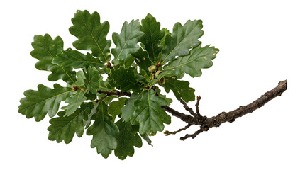 Oak tree branch with lush green lobed leaves and small acorn caps captured as an isolated PNG with transparent background © Inkartia