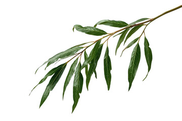 Obraz premium Willow branch with green leaves, fresh foliage from a plant isolated, transparent background cut out