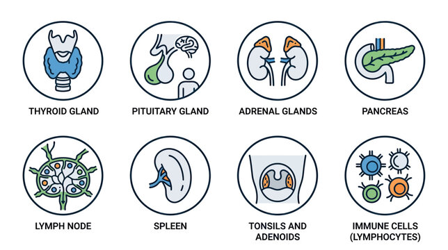 Human Endocrine System Organs and Immune Cells Icons