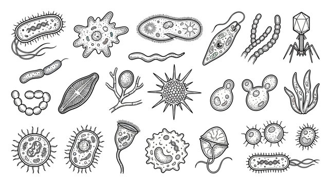 Microscopic Organisms Collection: Bacteria, Virus, Amoeba, Paramecium, Algae