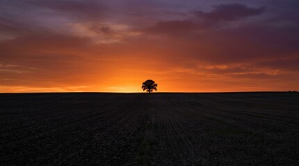 Fototapeta premium Single tree silhouette on a dark field under a vibrant sunset sky