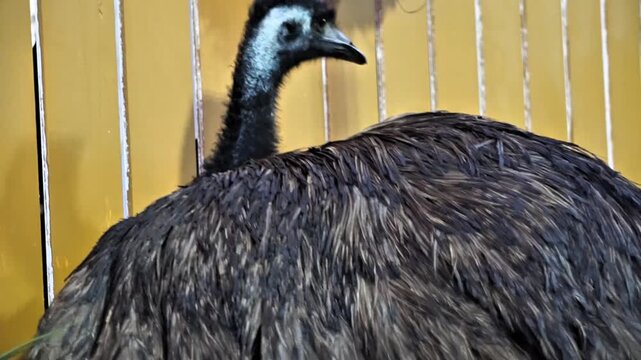 emu close up35