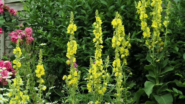 Tall spikes of yellow mullein flowers rocking gently in the breeze