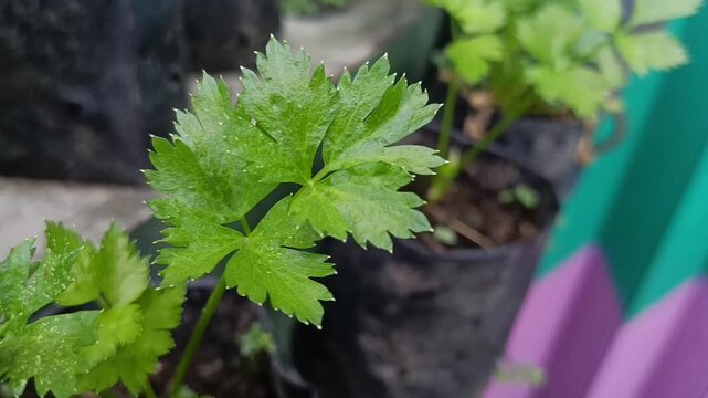 Fresh Celery Leaves Growing in Garden