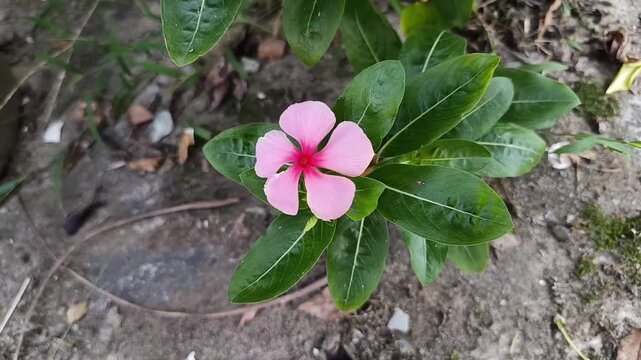 Top View of Pink Vinca Flower (Catharanthus roseus)