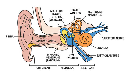 Human Ear Anatomy Diagram: Outer, Middle, and Inner Ear Structure © Arif