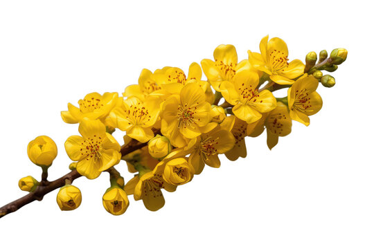 Yellow ochna integerrima flowers blossoming on a branch, symbolizing prosperity during lunar new year tet holiday, transparent background